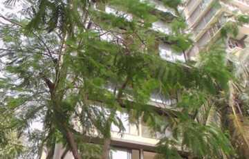 Sale 2 Bhk, 715 sft, Santacruz W, Nutex, Saraswat Colony.