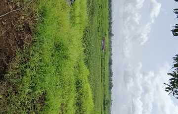 Distress Sale 36 acre land Wada, Thane, with breathtaking sunset and mountain view