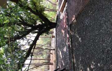 40year old Langada Mango tree 2000 mangoes every 2 yrs