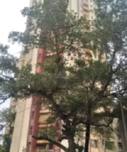 3 BHK Apartment For Rent At Pegasus Tower, Versova, Andheri West.