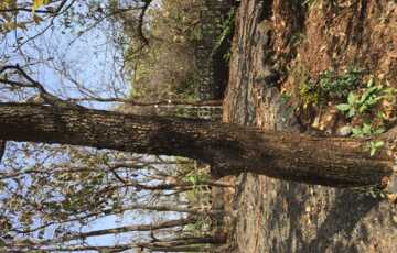 Trees on the plot 15